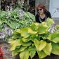 Voici mon beau hosta, roi de mon jardin.